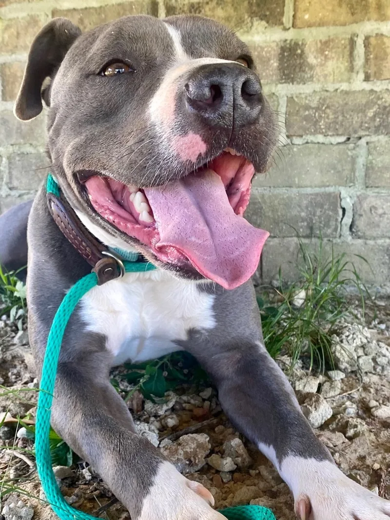 A young medium-sized male Gray / Blue / Silver Pit Bull Terrier dog named Blue for adoption in Saucier, MS