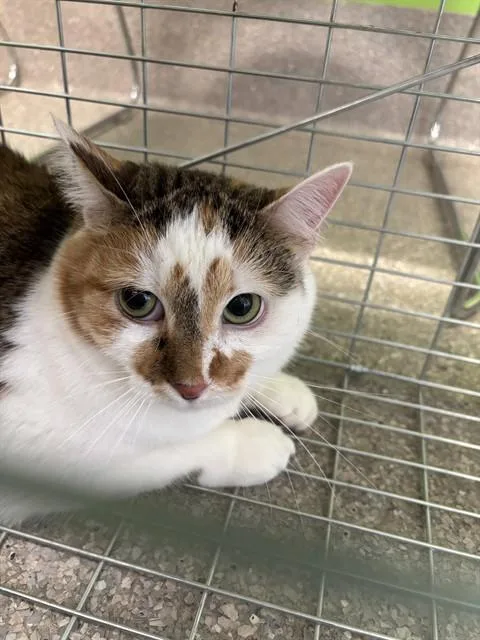 A senior medium-sized female Domestic Short Hair cat named Hannah for adoption in Louisville, KY
