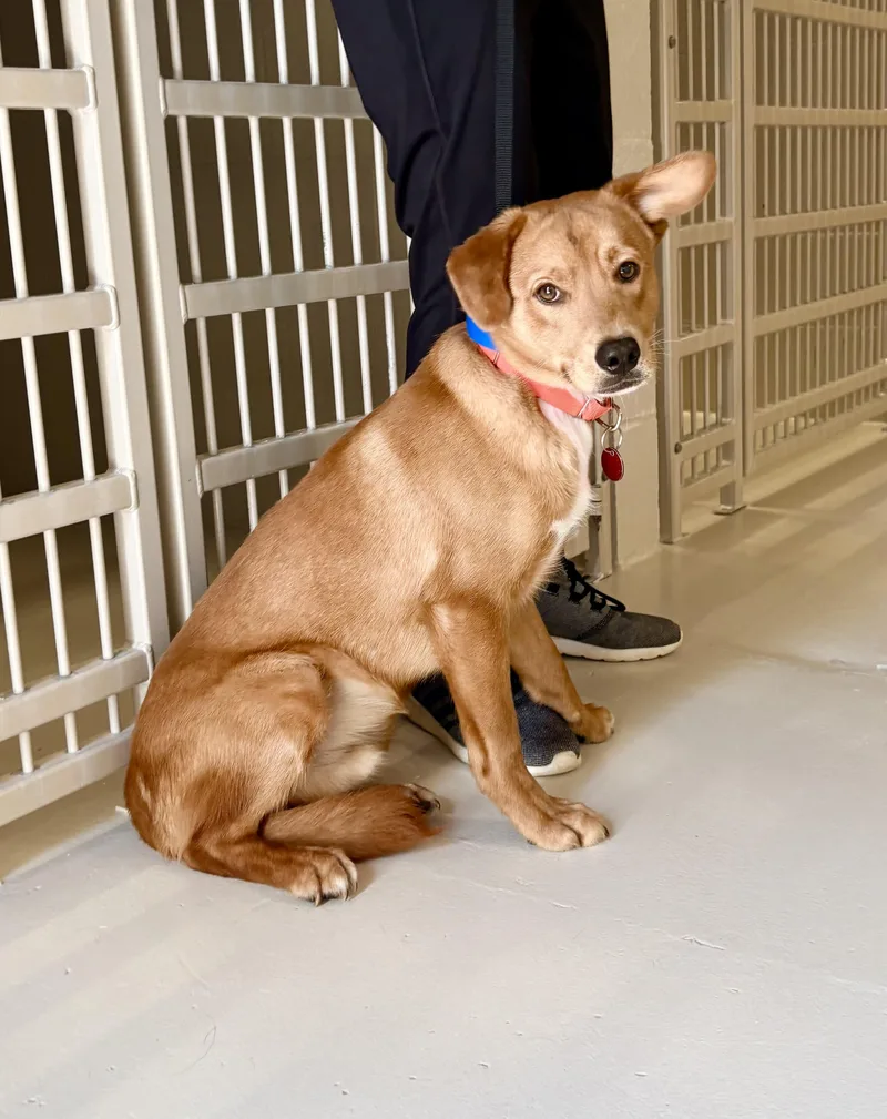 An adult medium-sized male Labrador Retriever dog named Mister for adoption in Chicago, IL