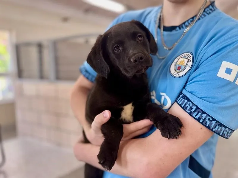 A young medium-sized male Black Labrador Retriever dog named Rigatoni for adoption in Wooster, OH