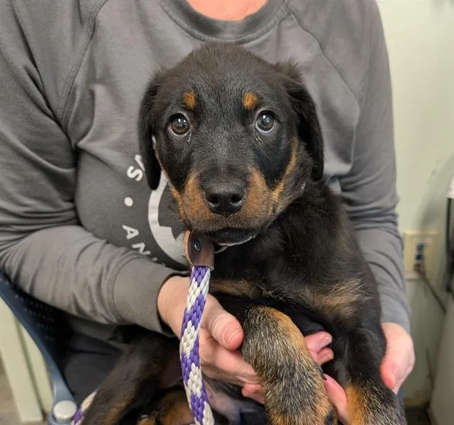 A baby small-sized male Rottweiler dog named Percy for adoption in Santa Cruz, CA