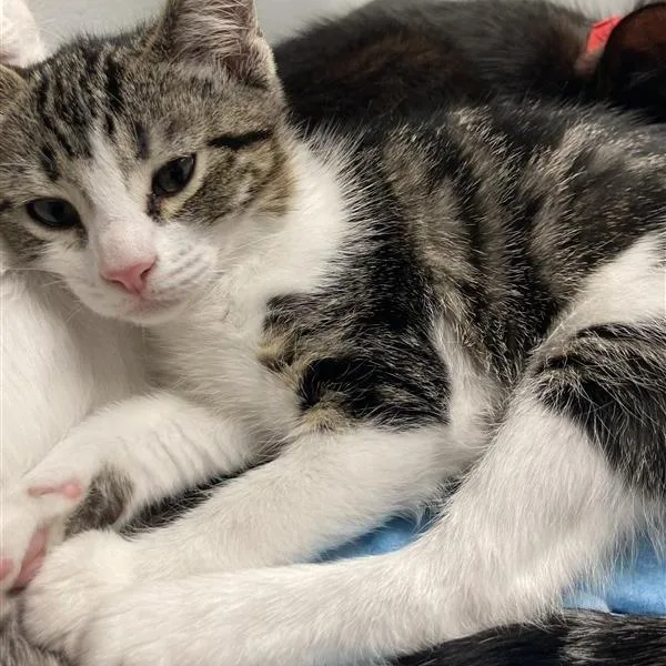 A baby small-sized female Brown / Chocolate Domestic Short Hair cat named Roxanne for adoption in Long Beach, CA