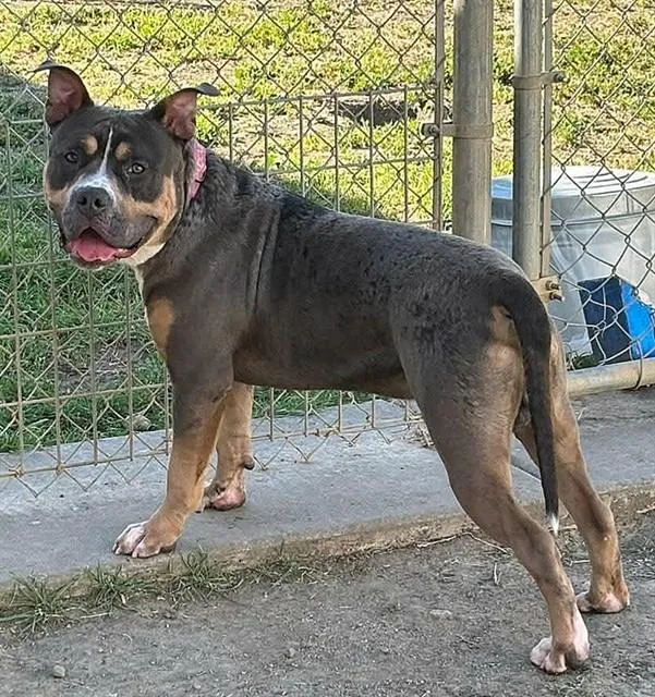 An adult large-sized male Pit Bull Terrier dog named Carmel Applepop for adoption in Sacramento, CA