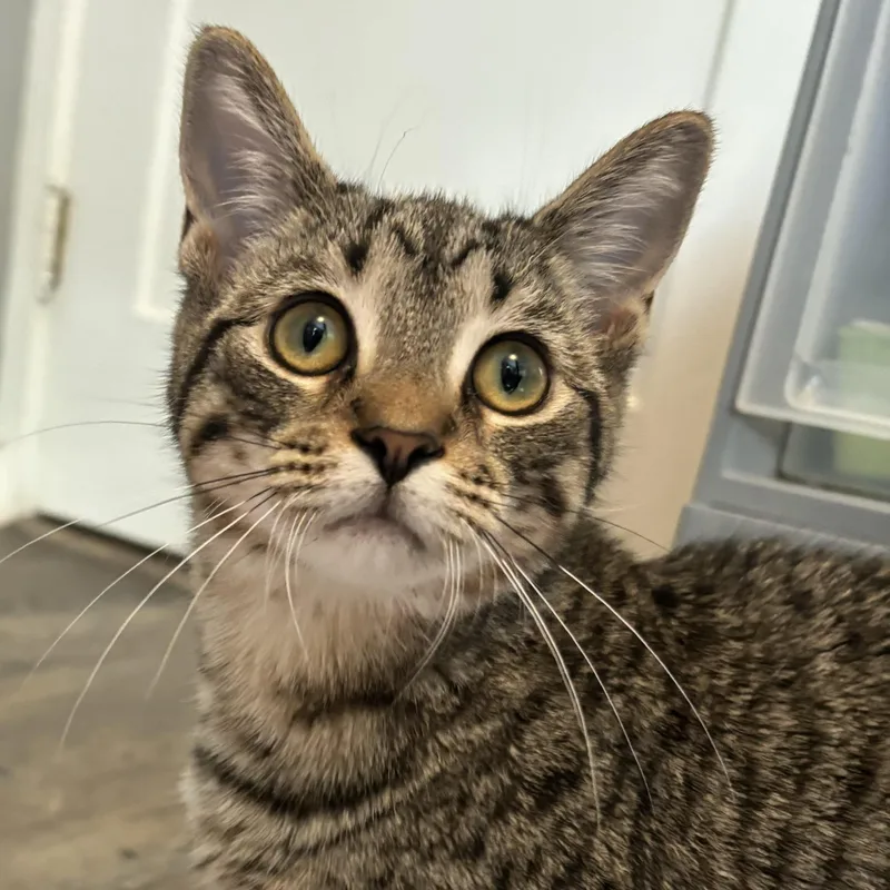 A baby medium-sized male Tabby (Brown / Chocolate) Domestic Short Hair cat named Absinthe for adoption in Hudsonville, MI