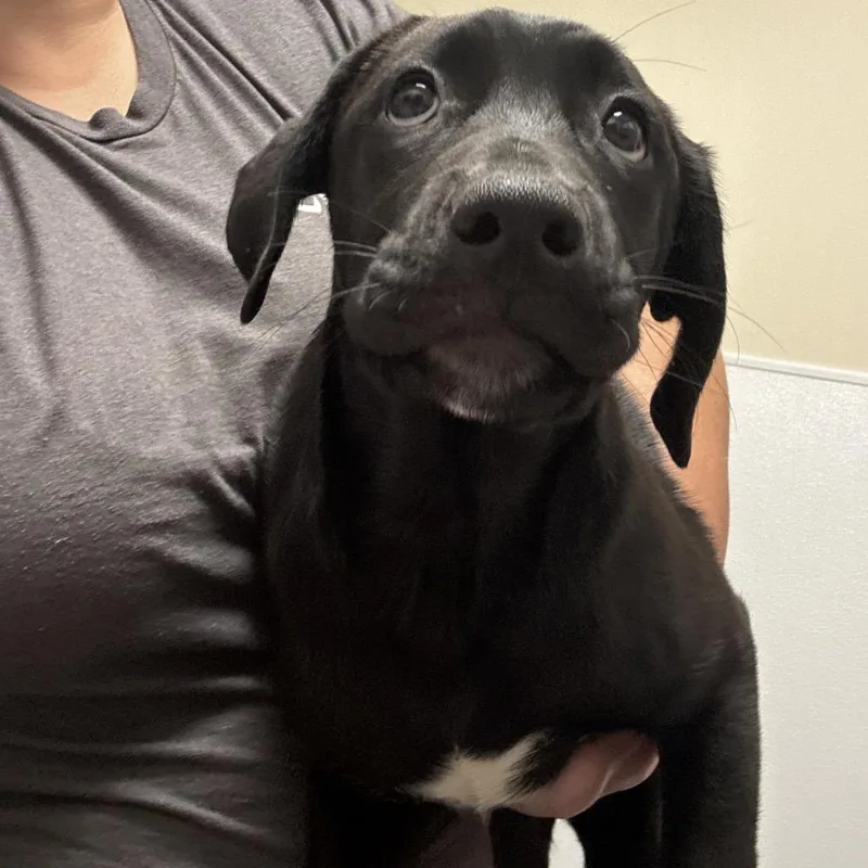 A baby medium-sized female Black Australian Cattle Dog / Blue Heeler named Carrie for adoption in Tulsa, OK