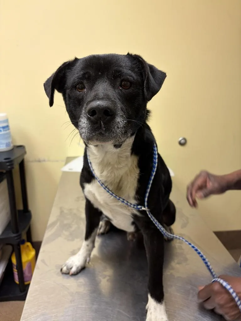 A young medium-sized male Mixed Breed dog named Megaladon for adoption in Florence, SC