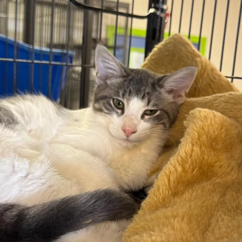 A baby medium-sized male Domestic Short Hair cat named Dill for adoption in Saginaw, MI