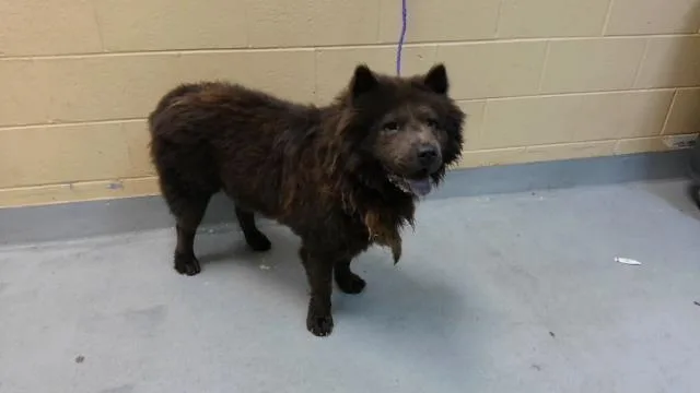 A young large-sized male Chow Chow dog named Chapulin for adoption in Tulsa, OK