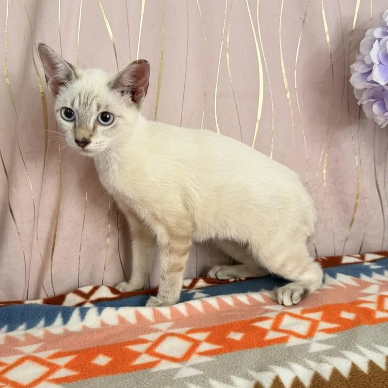 A baby small-sized female Siamese cat named Lily for adoption in Long Beach, MS