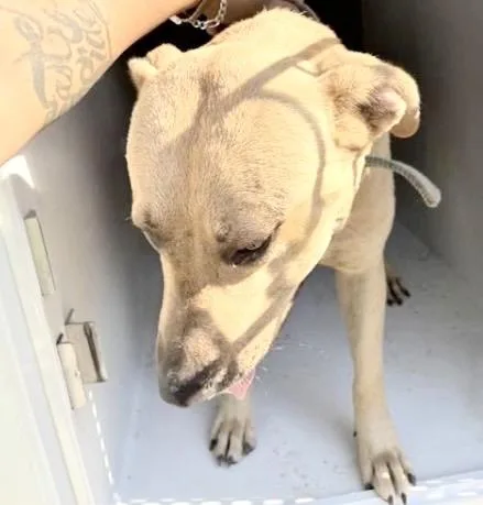 An adult large-sized male Pit Bull Terrier dog named A for adoption in Houston, TX