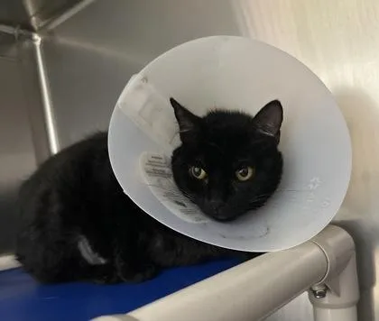 An adult medium-sized female Domestic Short Hair cat named Selena for adoption in Annapolis, MD