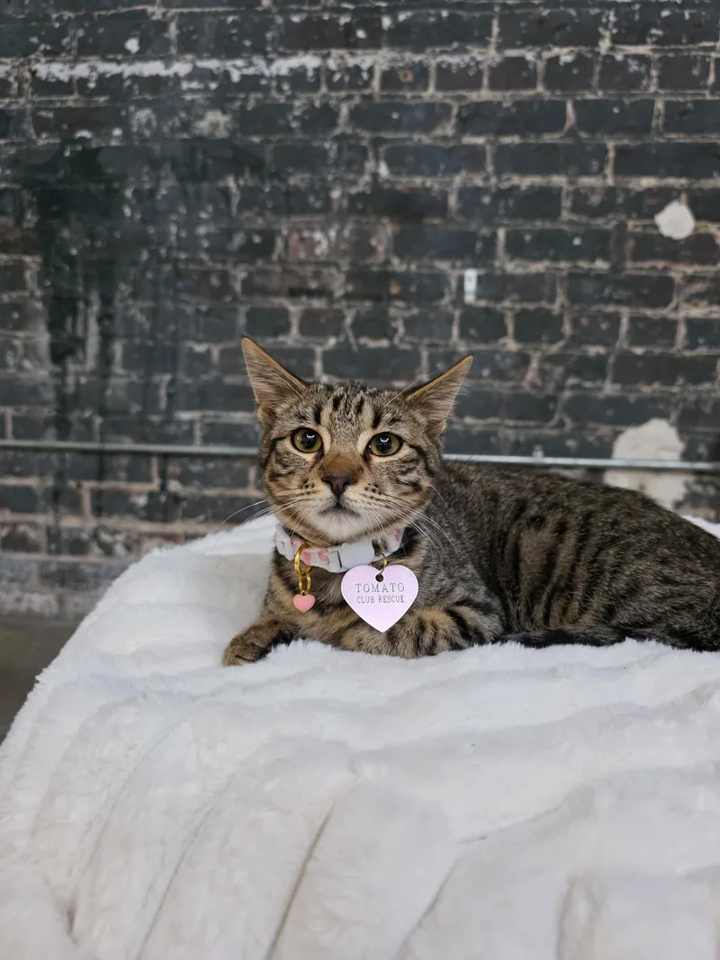 A young medium-sized male Tabby cat named Liam for adoption in New Orleans, LA