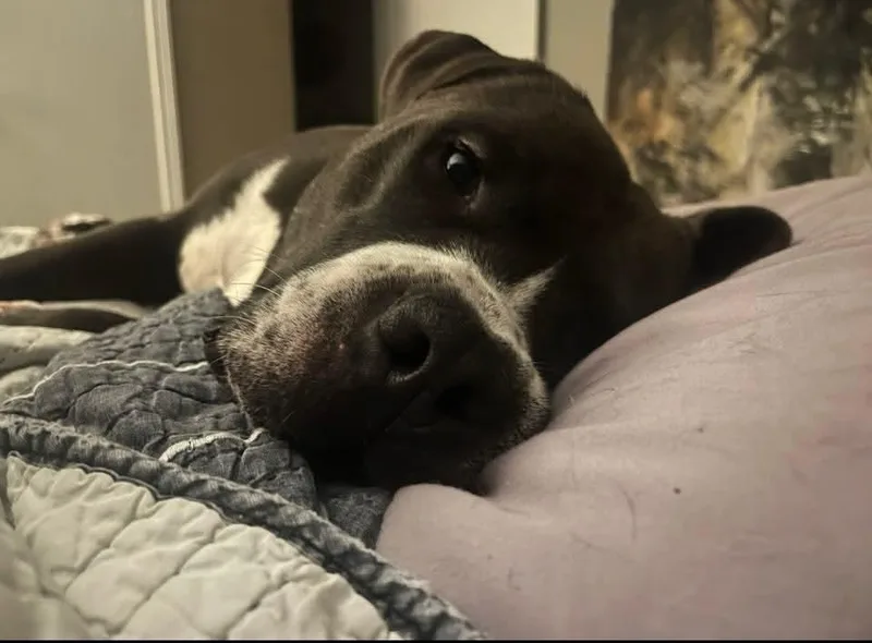 An adult large-sized male Gray / Blue / Silver Pit Bull Terrier dog named Eddie A 💜 for adoption in Silsbee, TX