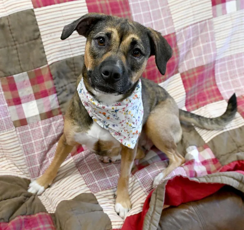 A young medium-sized female Pit Bull Terrier dog named Taylor for adoption in Christiansburg, VA