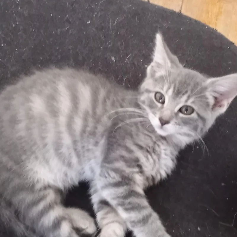 A baby small-sized male Gray / Blue / Silver Domestic Short Hair cat named Rogue for adoption in Springfield, IL