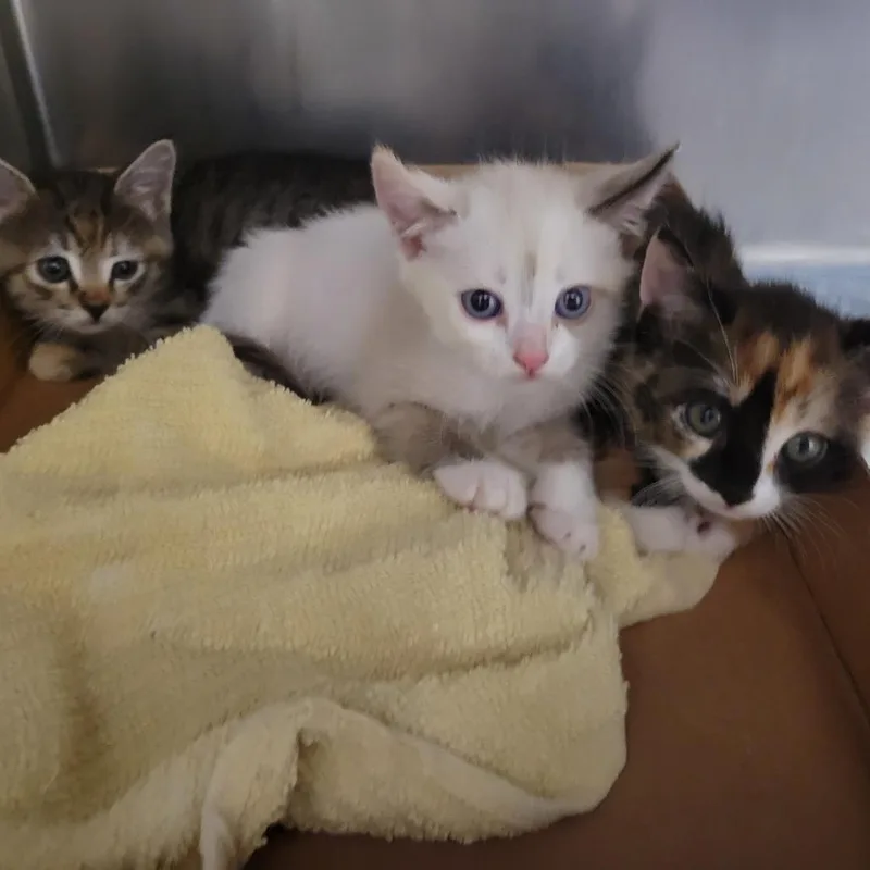 A baby small-sized female Brown / Chocolate Domestic Short Hair cat named Barracuda for adoption in Westminster, CA
