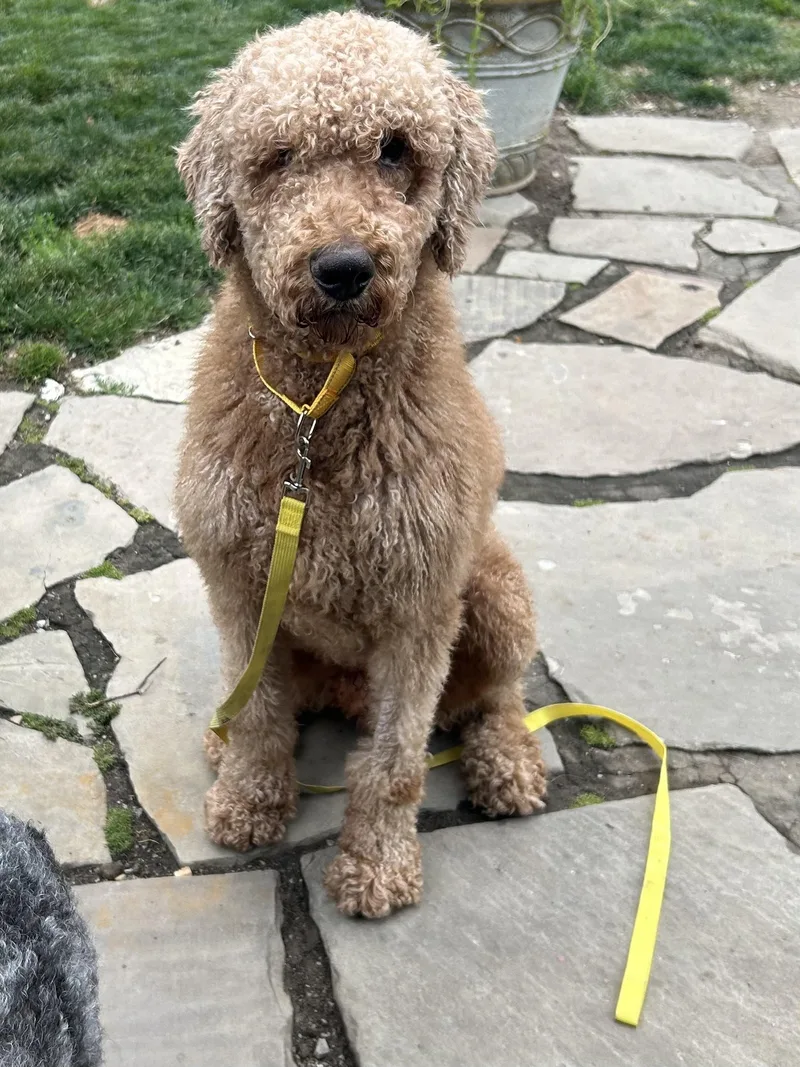 An adult large-sized male Goldendoodle dog named Jake for adoption in Rossford, OH