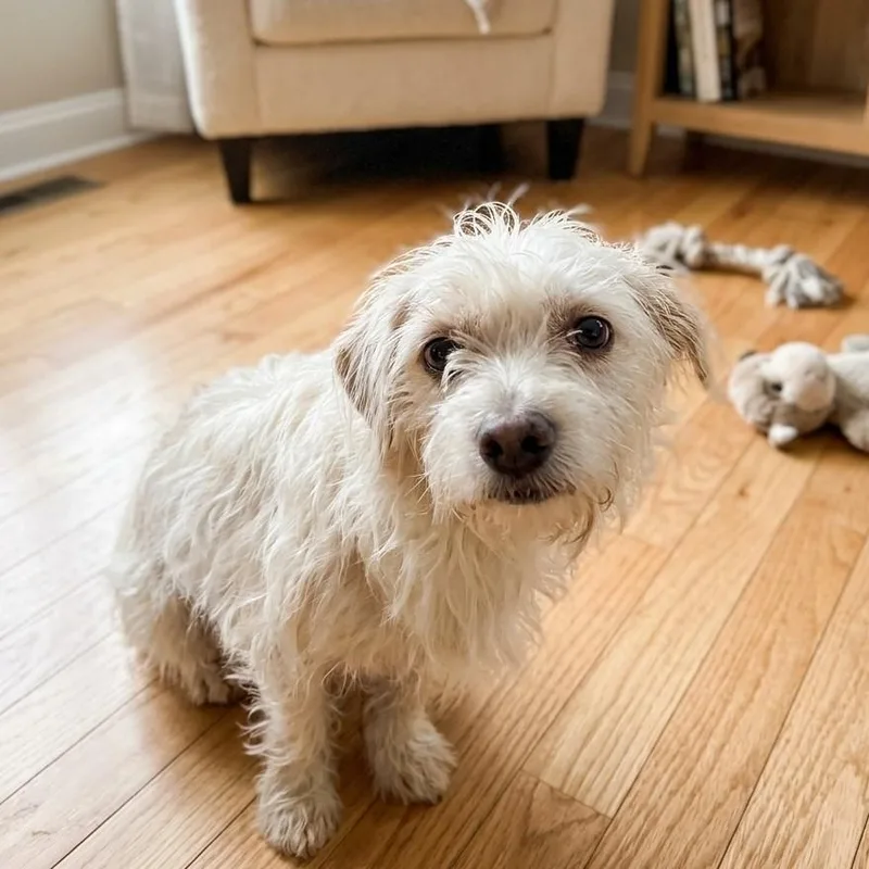 A young small-sized female West Highland White Terrier / Westie dog named Tofu for adoption in Boca Raton, FL