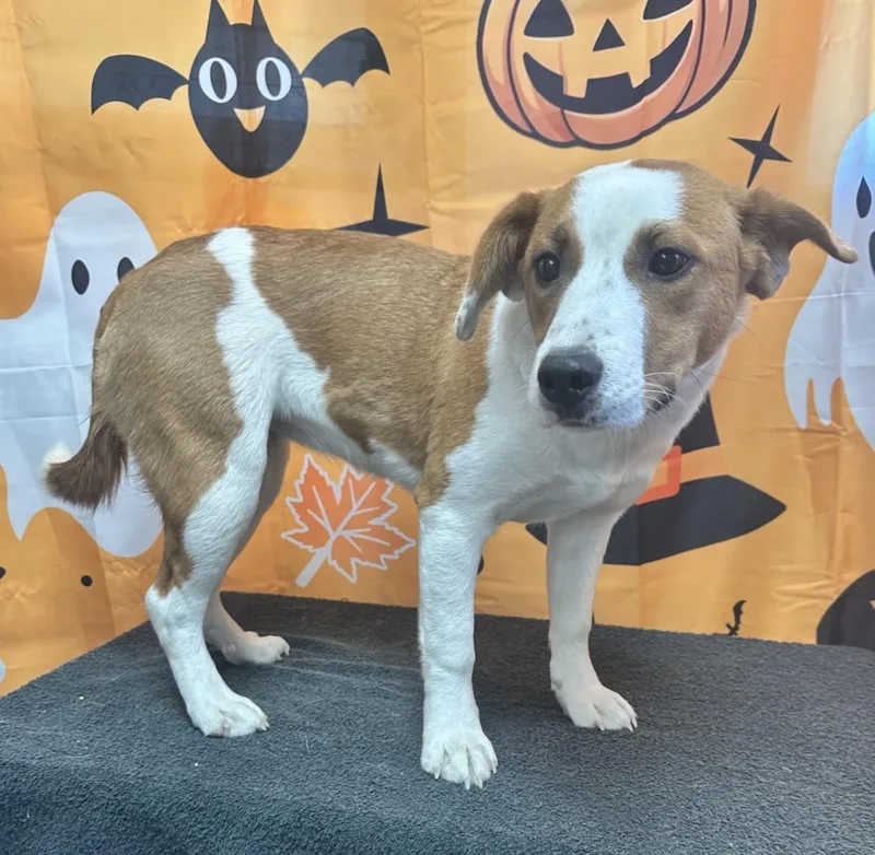 A young medium-sized female Yellow / Tan / Blond / Fawn Beagle dog named 61987645 for adoption in Elko, NV