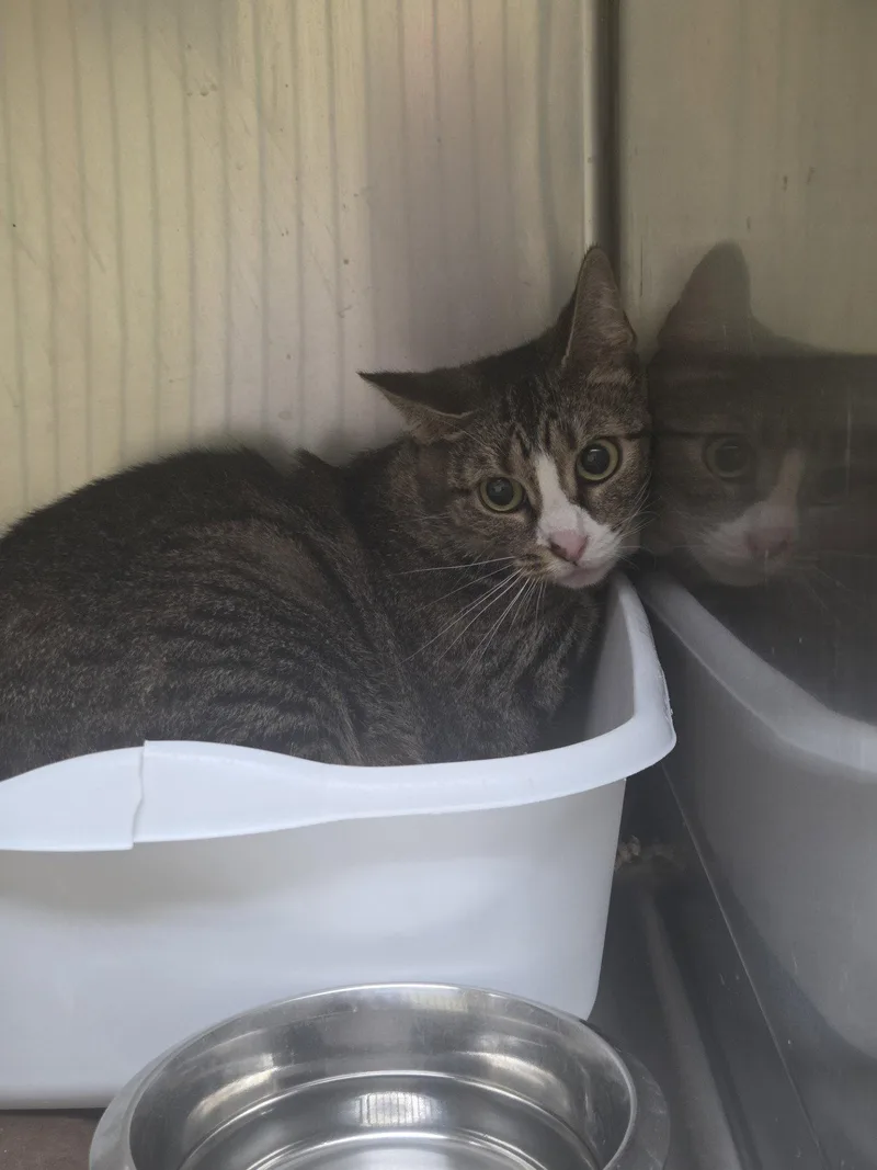 An adult medium-sized female Domestic Short Hair cat named Fresh Flowers for adoption in Trenton, NJ