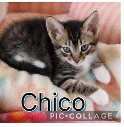 A baby small-sized male American Shorthair cat named Chico for adoption in Danbury, CT
