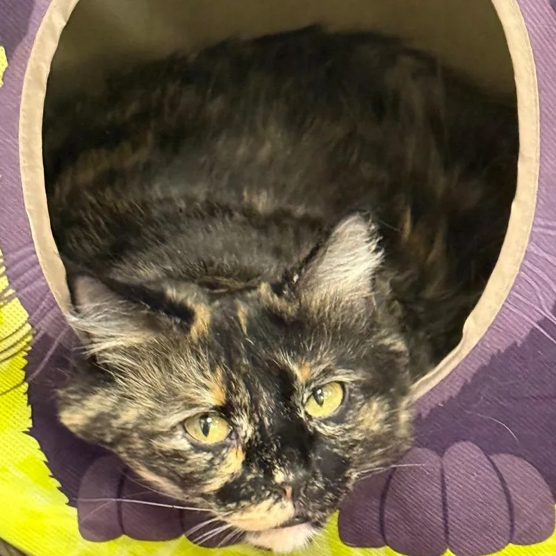 An adult small-sized female Calico Domestic Long Hair cat named Gerti for adoption in Carroll, IA