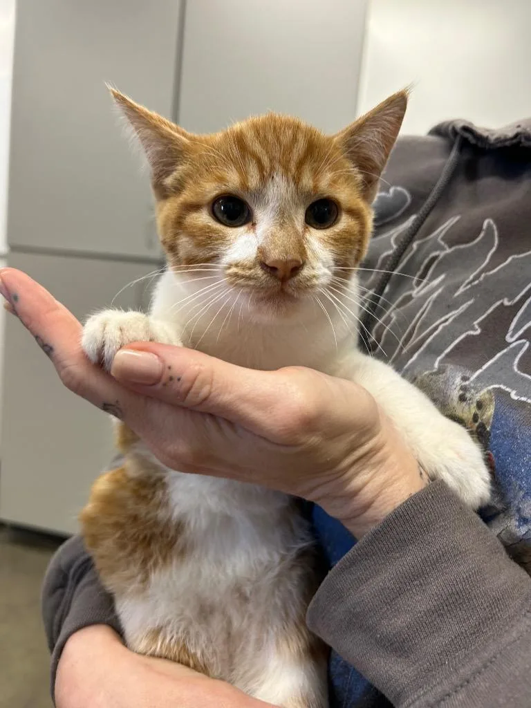 A baby small-sized male Domestic Short Hair cat named Jelli for adoption in Thousand Oaks, CA