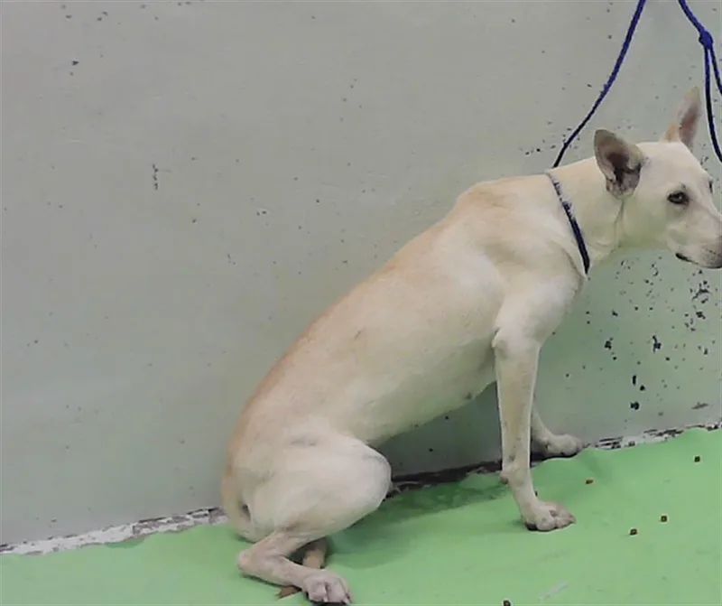A young medium-sized female German Shepherd Dog dog named Missy for adoption in Houston, TX