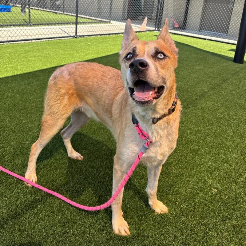 An adult large-sized male Yellow / Tan / Blond / Fawn Husky dog named Moose for adoption in Washington Township, OH