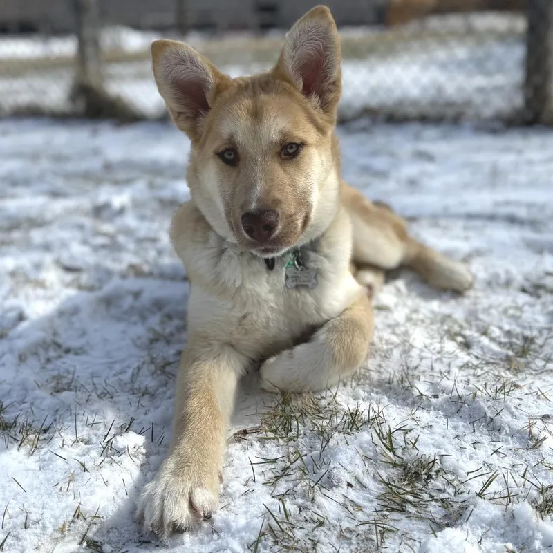 A young medium-sized male Yellow / Tan / Blond / Fawn Husky dog named David for adoption in Buffalo, MN