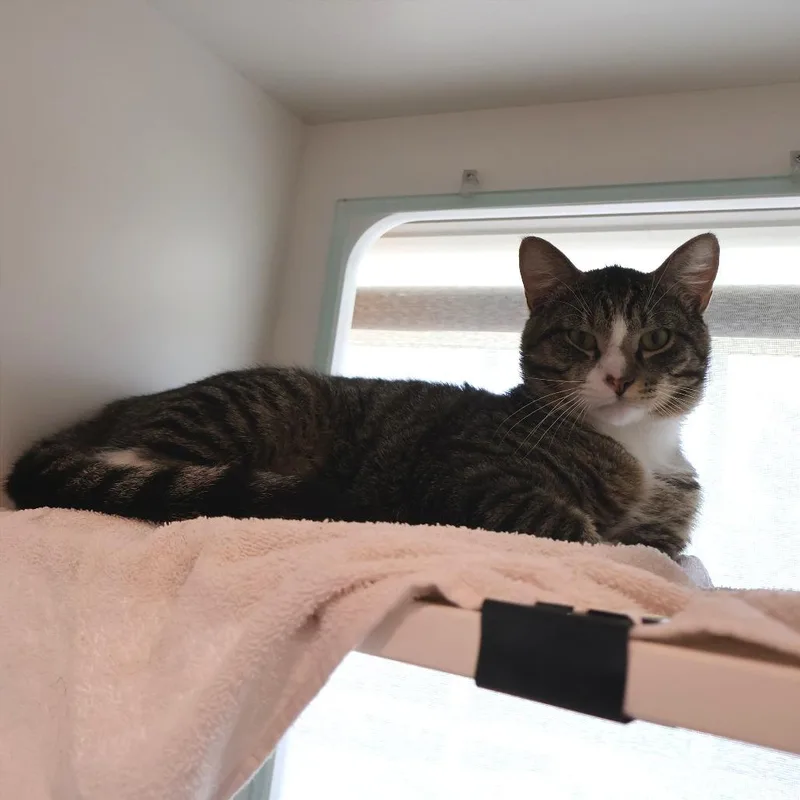 An adult large-sized male Brown / Chocolate Domestic Short Hair cat named Pigeon for adoption in Saint Charles, MO