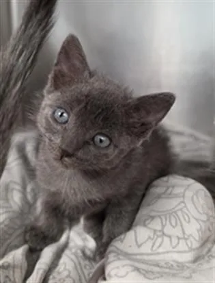 A baby small-sized female Domestic Short Hair cat named Pyrok for adoption in Fort Walton Beach, FL