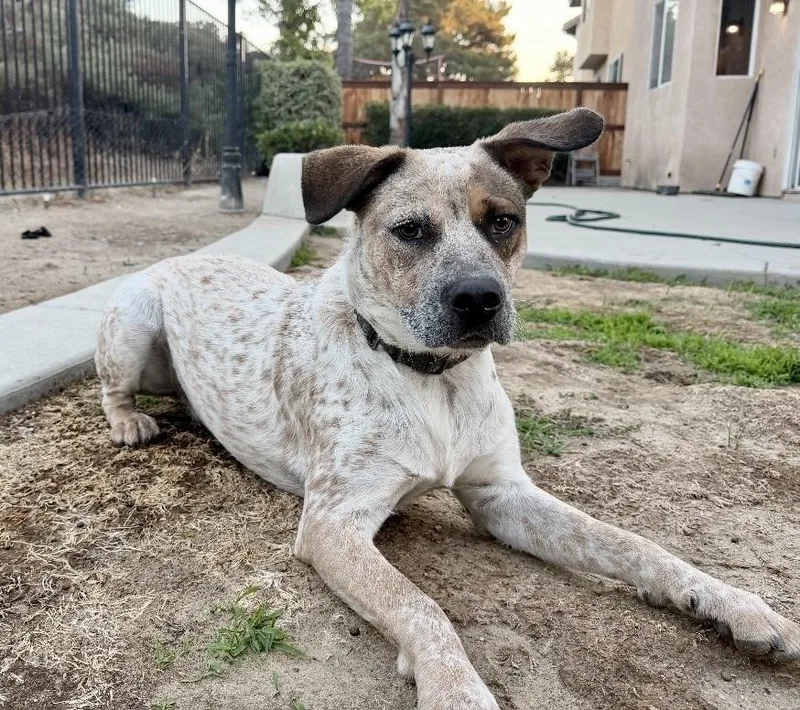 An adult small-sized male Australian Cattle Dog / Blue Heeler dog named Hazelnut for adoption in San Diego, CA