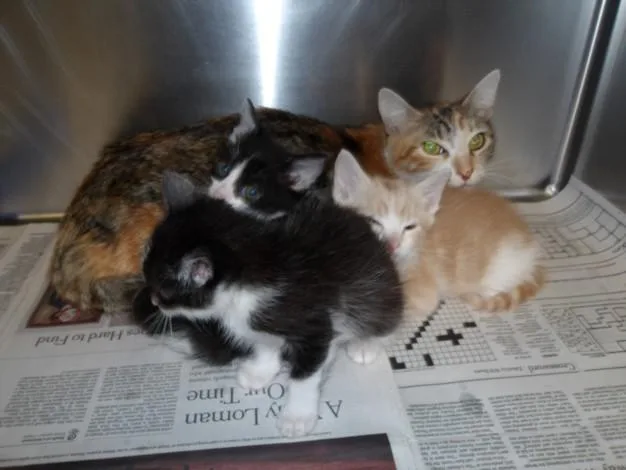 A young large-sized female Domestic Short Hair cat named Monica for adoption in Los Angeles, CA