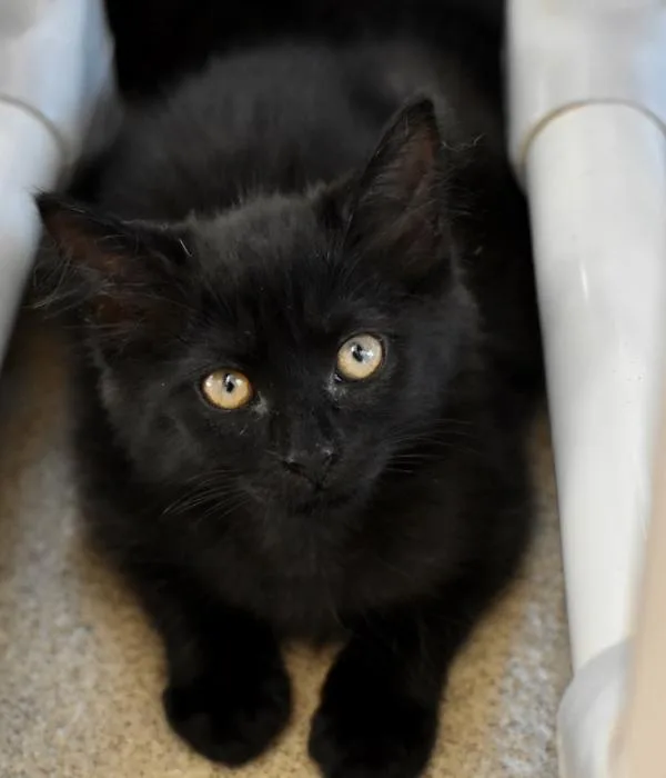 A young medium-sized male Black Domestic Short Hair cat named Diced for adoption in Marietta, GA