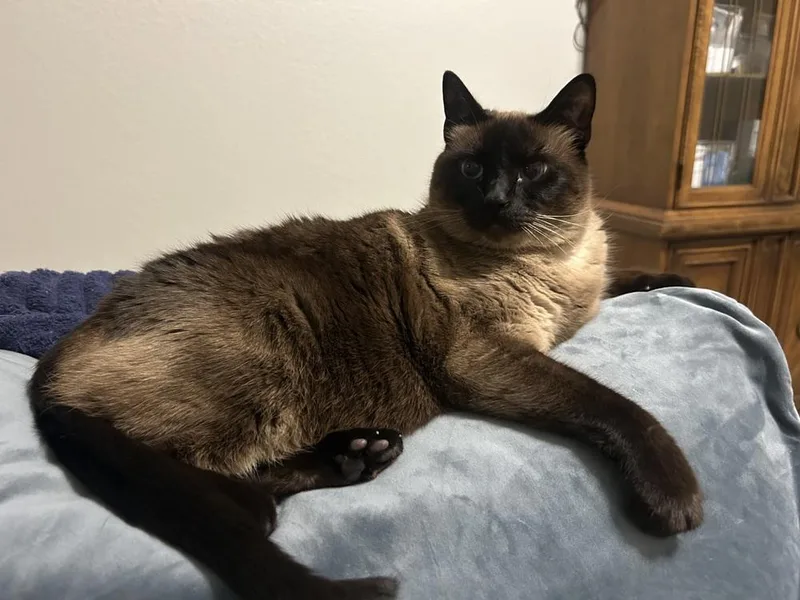 A senior large-sized male Siamese cat named Azul for adoption in Austin, TX