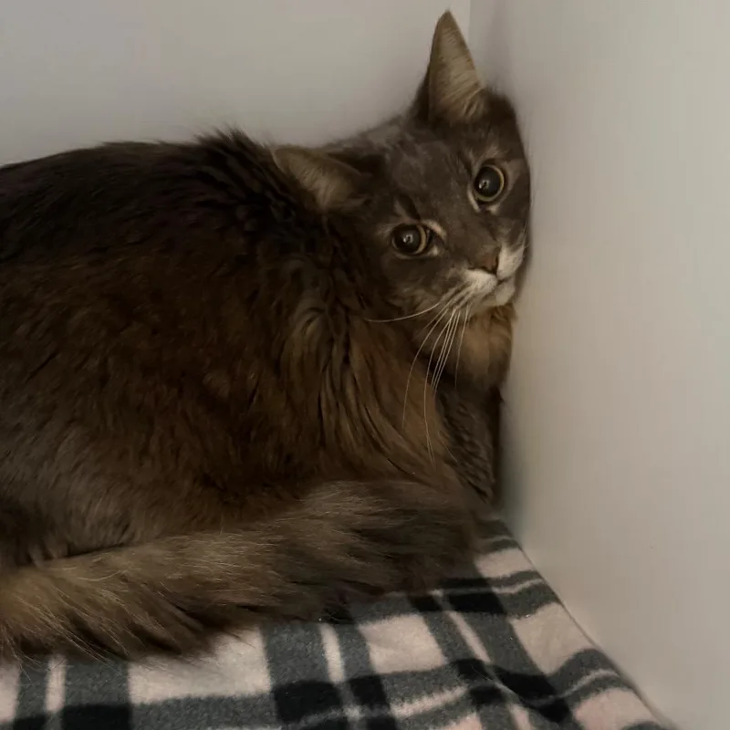 An adult large-sized female Gray / Blue / Silver Maine Coon cat named Charlotte for adoption in Kanab, UT