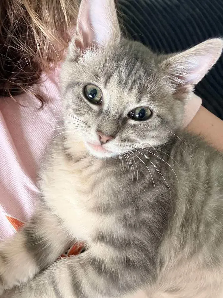 A baby small-sized female Gray & White Domestic Short Hair cat named Caroline for adoption in Chicago, IL