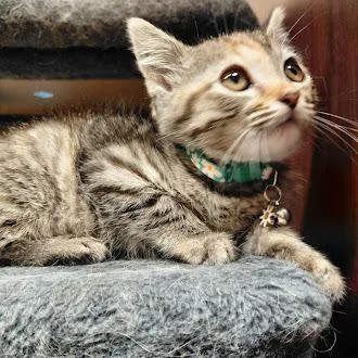 A young medium-sized female Tabby (Buff / Tan / Fawn) Domestic Short Hair cat named Great Value for adoption in Germantown, TN