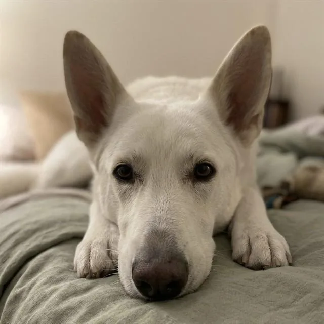 An adult large-sized female Siberian Husky dog named Dolly for adoption in Mesa, AZ