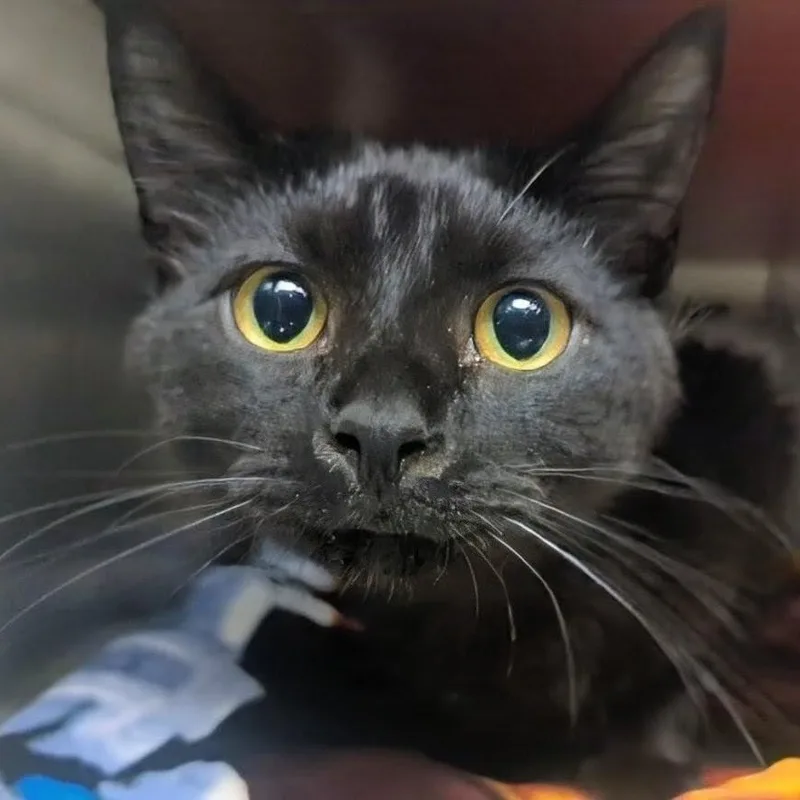 A young large-sized male Black Domestic Short Hair cat named Mad Dog for adoption in Springfield, IL