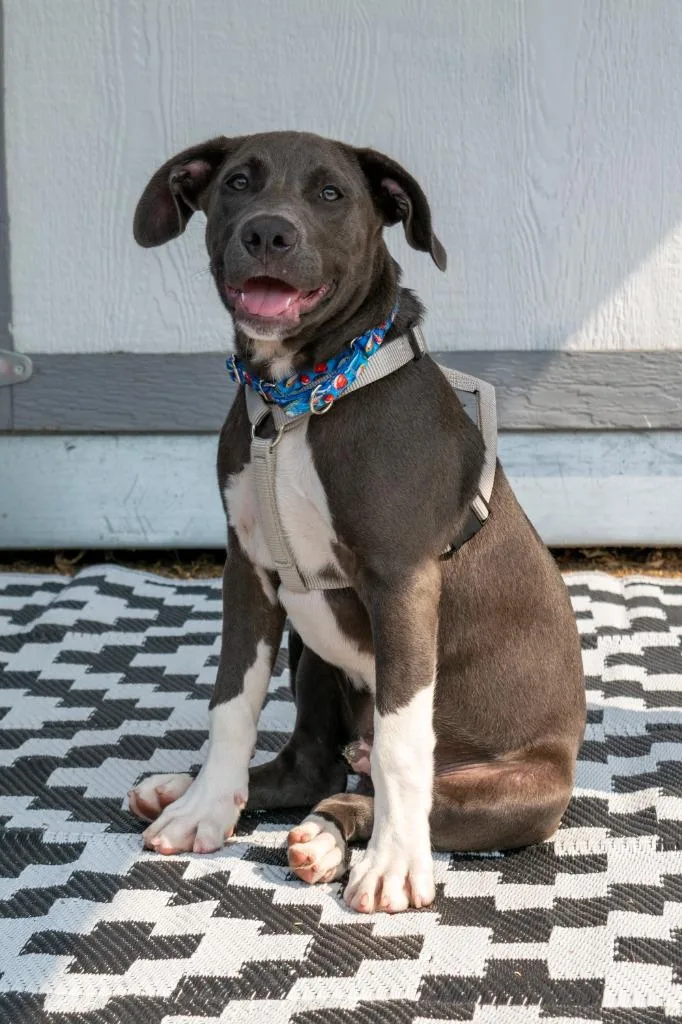 A baby medium-sized male Mixed Breed dog named Thumper for adoption in Savage, MN