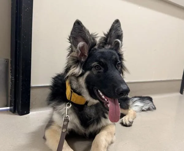 A young medium-sized female German Shepherd Dog dog named Riley for adoption in El Cajon, CA