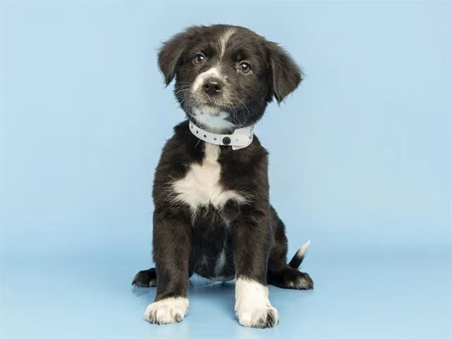 A baby small-sized female Australian Cattle Dog / Blue Heeler dog named Pandora for adoption in Phoenix, AZ