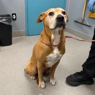 An adult medium-sized female Pit Bull Terrier dog named Lola for adoption in Las Vegas, NV