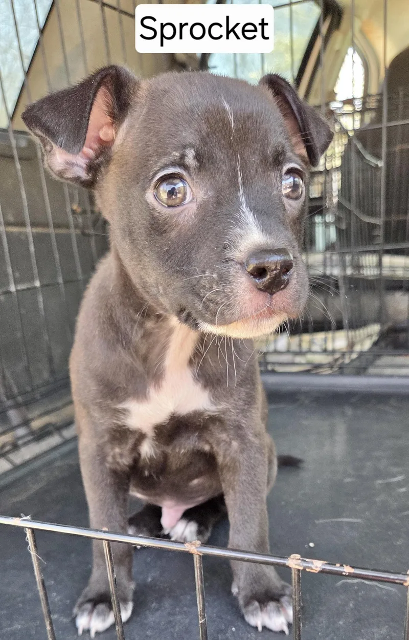 A baby medium-sized male Jack Russell Terrier dog named Sprocket for adoption in Manchester, CT