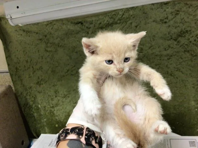 A baby small-sized male Domestic Short Hair cat named Cheese for adoption in Riverside, CA