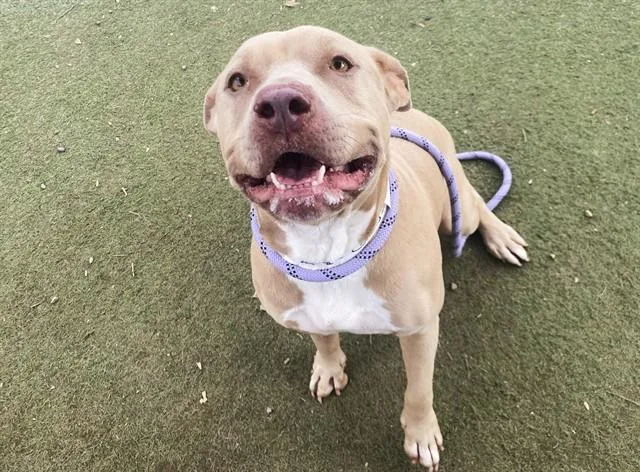 An adult large-sized female Pit Bull Terrier dog named Baby Dog for adoption in Phoenix, AZ