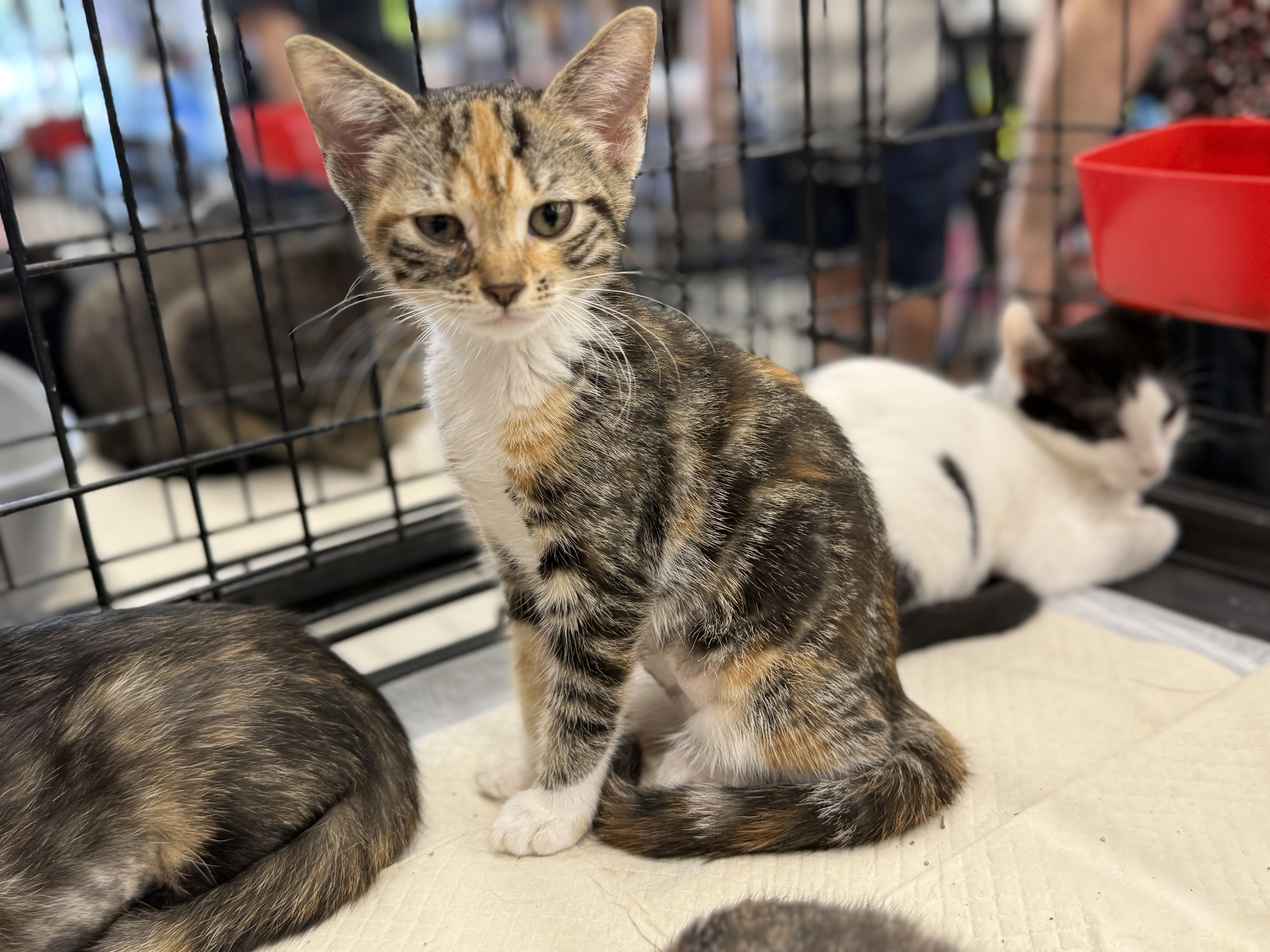 A baby medium-sized female Calico cat named Minsky for adoption in Intercession city , FL
