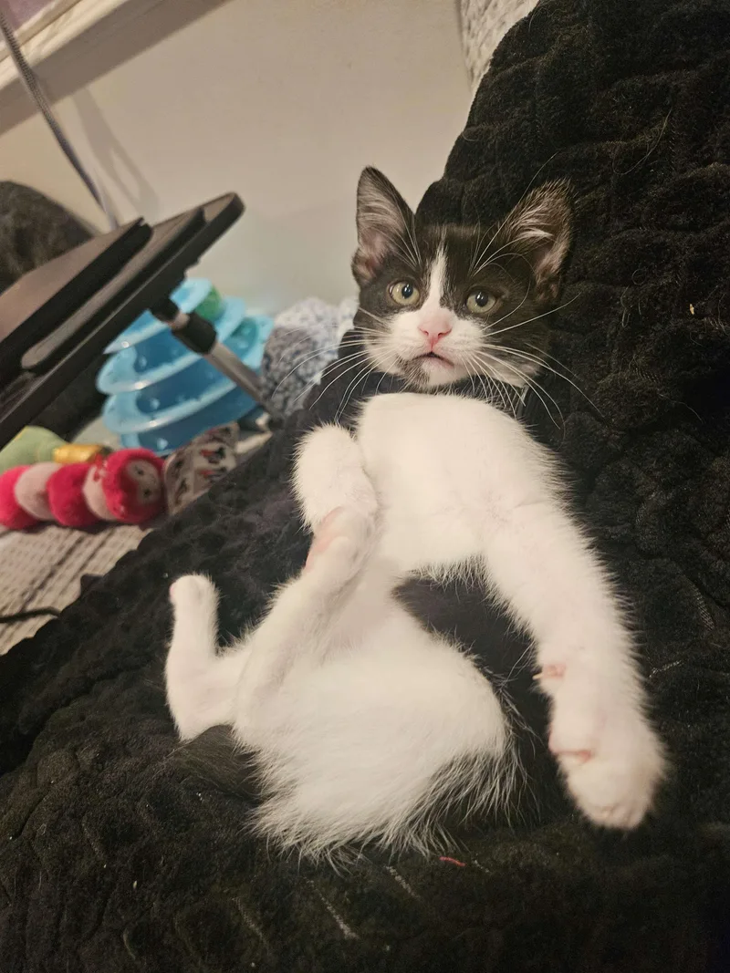 A young small-sized male Black & White / Tuxedo Domestic Short Hair cat named Cassander Cain for adoption in Rancho Santa Margarita, CA